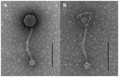 Two Novel Bacteriophages Control Multidrug- and Methicillin-Resistant Staphylococcus pseudintermedius Biofilm